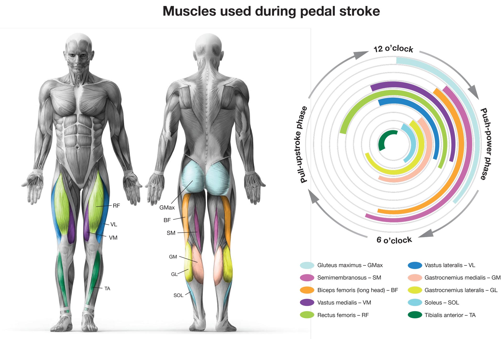 Anatomical diagram of muscles engaged during the pedal stroke